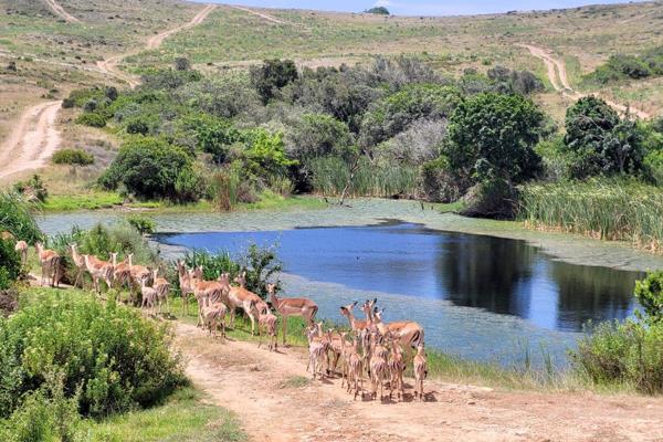 Ready to live in Outeniquabosch Wildlife Village in Hartenbos?

*  525 Ha Development - 75% stays green
*  More than 10 Wildlife ...