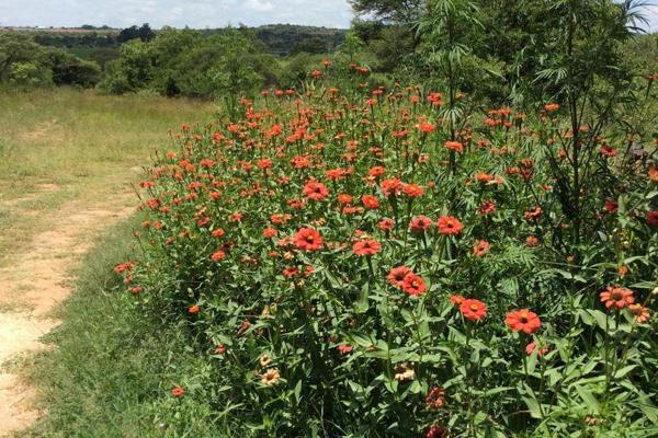 This beautiful piece of land offers so much peace and tranquillity that it is almost impossible to believe that Polokwane CBD is only ...