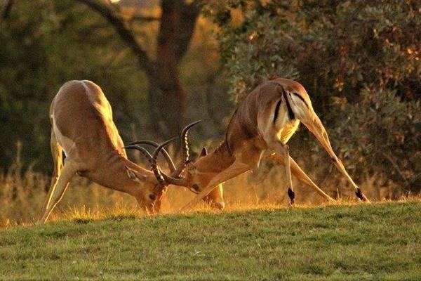 Bou jou droomhuis in &#39;n spog gholflandgoed in die Bosveld ! Bouplanne beskikbaar op aanvraag, groot en ruim erf, klein wild loop ...