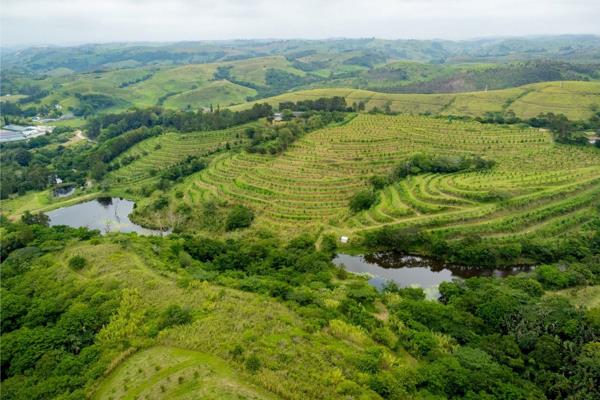 This stunning macadamia nut farm presents a unique opportunity for both business and residential purposes. Nestled in a serene ...