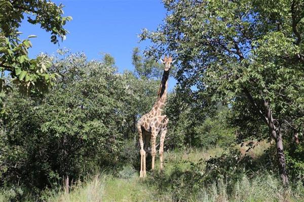 Thaba Moriri - South Africa - Vacant stand breathtaking views. &#160;This South facing stand has a large area with a relatively flat ...