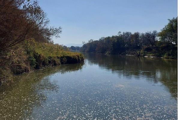 Excellent arable land next to the Crocodile river in the Thabazimbi district.


The farm is 180 ha with 3 centrifugal pivots, overhead ...