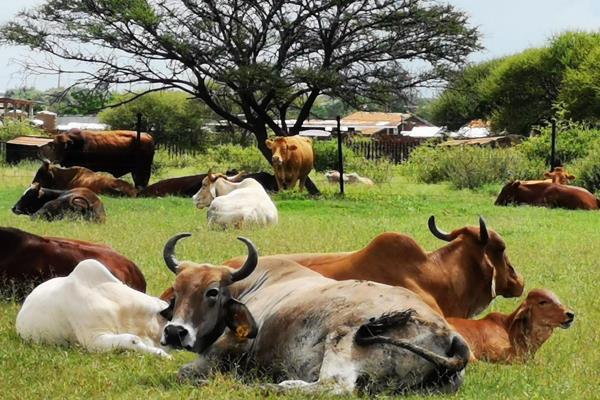 Nestled on the main road between Brits and Pretoria North, this exceptional cattle farm presents a rare chance to seize a lucrative ...