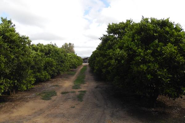 Sunland Lifestyle Citrus Farm for sale.
Lock, stock &amp; barrel, once in a lifetime ...