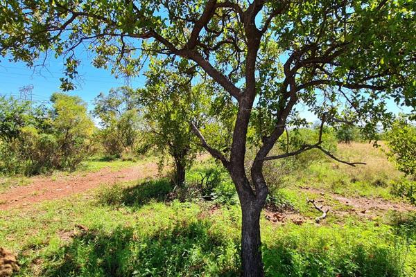 This “Island” land is in the central part of the Dinokeng Game Reserve and is partially fenced. 
Lush bushveld with a variety of ...