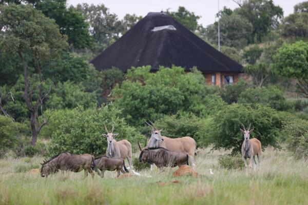 Kwaggasdrift is a fully fenced farm with a conservation mindset. Several antelope types ...