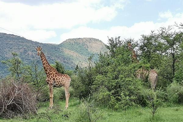 Escape the hustle and bustle of city life and find solace in this charming holiday home nestled within the breathtaking Vredeford Dome ...