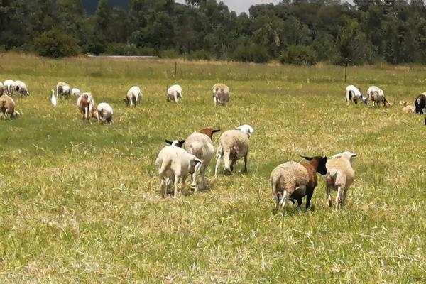 This 19.5 HA Farm i about 25km out of Modimolle on the Vaalwater Road.
Surround by mountains and the sand river that runs through the ...