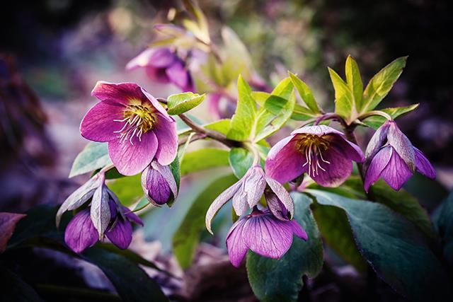 Shade garden secrets: Low-maintenance plants that thrive away from the ...
