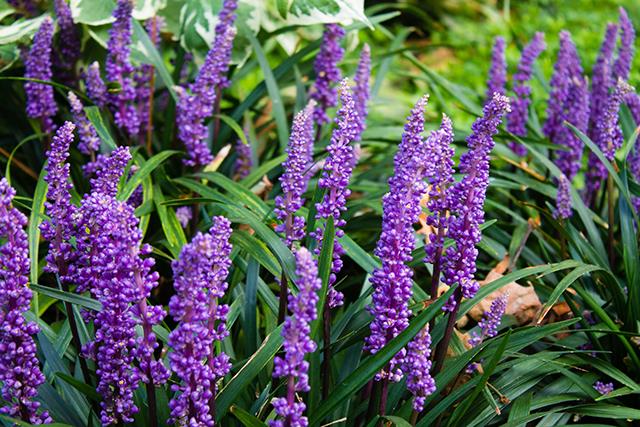 Shade garden secrets: Low-maintenance plants that thrive away from the sun  - Garden & Outdoor, Lifestyle