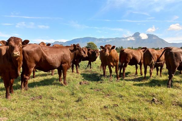 Die plaas is 101 Ha groot waarvan 40 Ha opgedeel is in 13 kampe met waterkrippe in elkeen.  60 Ha se veldweiding.  Plaas beskik oor ...