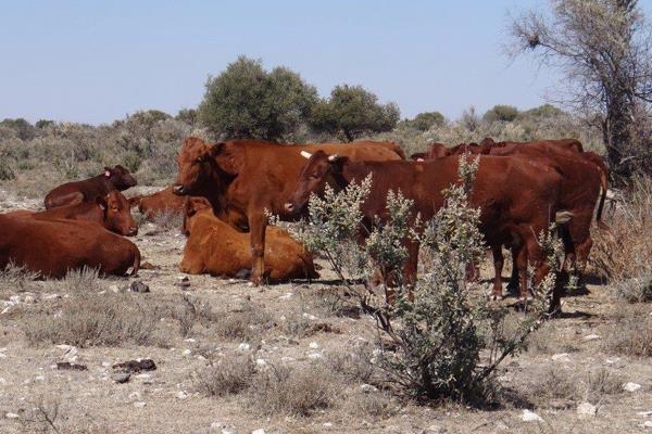 Makes Cattle farming a pleasure!
With 4 camp system with waterpoints and camps.
Good grass covering and also bush.
Old vacant ...