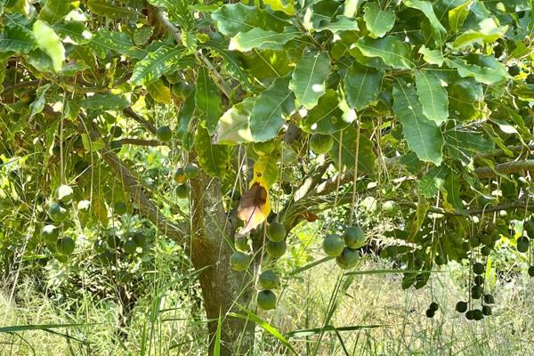 LIFESTYLE FARM WITH 12 HECTARES OF MACADAMIA NUT TREES 

Welcome to Bendigo, an enchanting small holding farm offering a serene rural ...