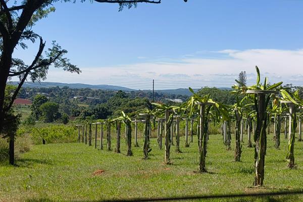 2ha Land available with amazing Dragon Fruit  
Beautiful farmland to build your dream home, situated less than 5 minutes&#39; drive ...