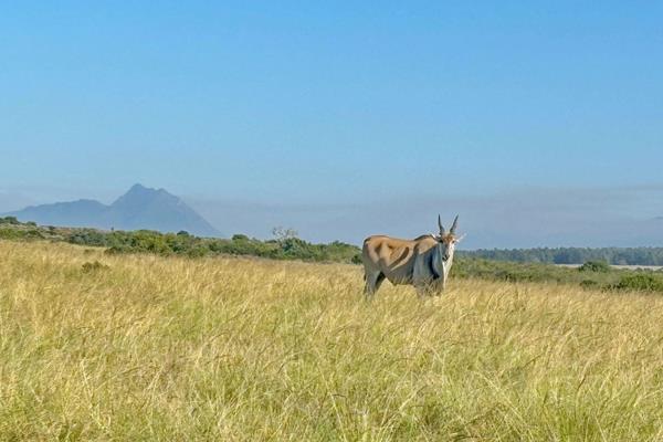 Stunning valley view from this level plot in Mountain Ridge, a 60Ha home site area within the greater Gondwana Private Game Reserve. ...