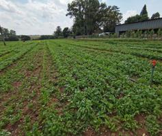 Farm for sale in Rietfontein AH