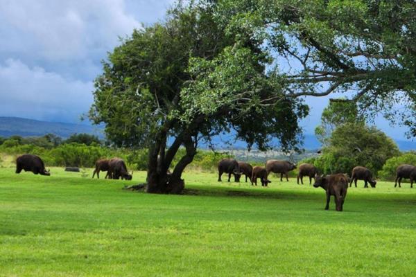 A 5573Ha game farm situated near Grahamstown, +/- 35km from Port Alfred. It has a natural 4.5km boundary in the form of The Great Fish ...