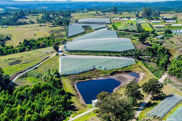 An excellent opportunity exists to purchase this fully developed blueberry farm in full ...