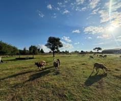 Farm for sale in Boskop