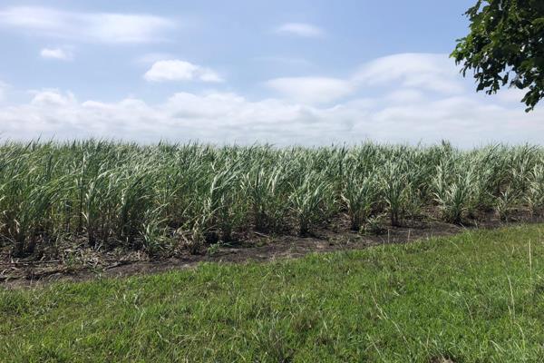 Spanning acres of lush, fertile land, the farm is currently dedicated to the cultivation of sugar cane, benefiting from the rich soils ...