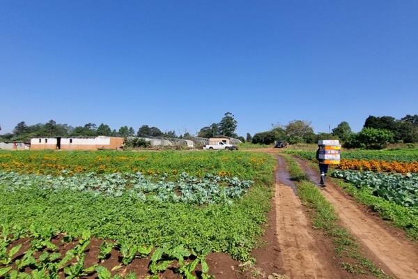 Well-established agricultural property up for grabs...

Fifty acres of fully operational agricultural property in Camperdown. It&#39;s ...