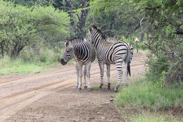 9.85 ha Vacant land available in the central part of the Buffelsdrift Conservancy. 

Lush bushveld with a variety of mature ...