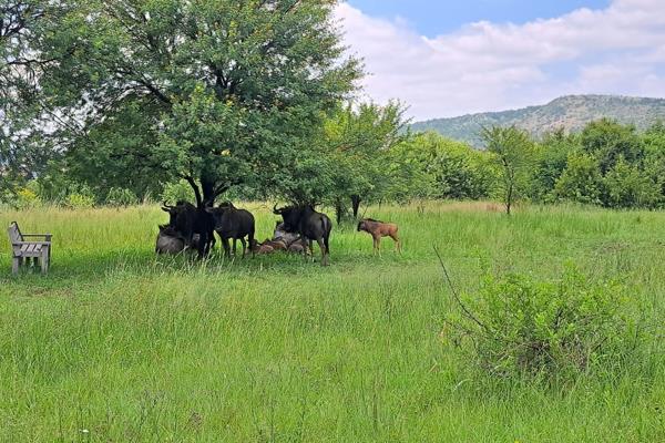 Re-sale Stand for Sale in La Camargue Estate

The estate is situated on ninety-two hectares of pristine bush veld land and is framed ...