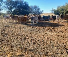 Farm for sale in Vryburg Rural