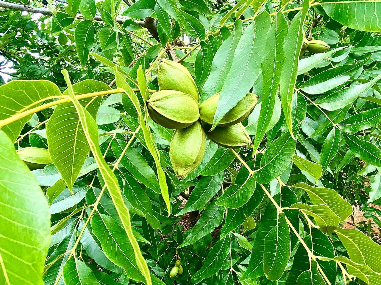 Property for sale in Northern Cape Farms for sale in Northern Cape