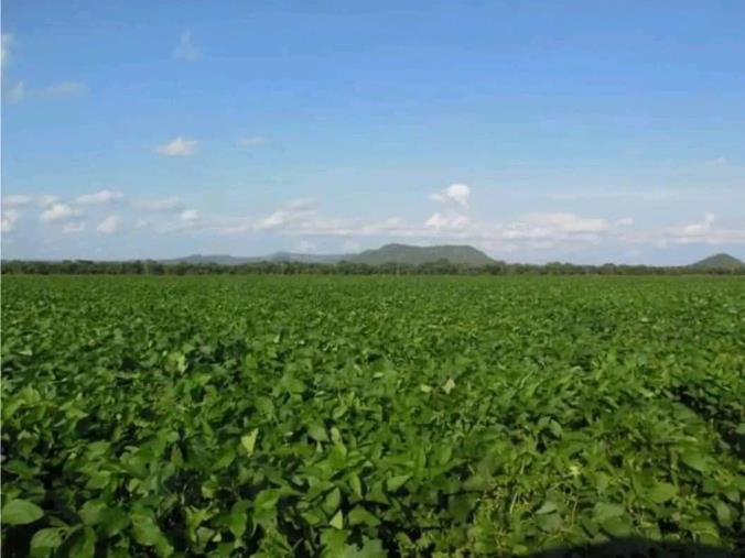 Farm for Sale in Mkushi Central