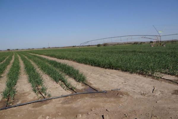 Very few farms in the Karoo make respectable returns on investment, this farm is the exception. This farm is about 5000 Ha with a ...