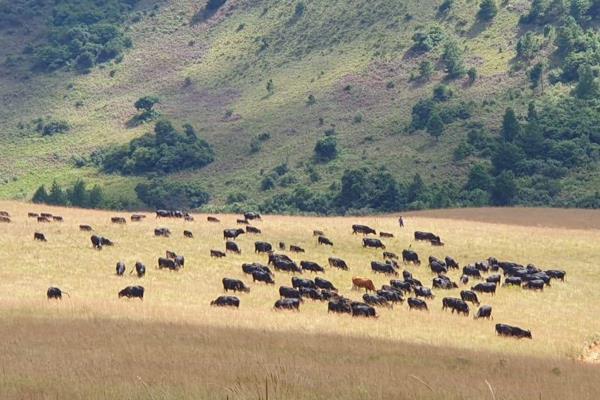 Less than 12km from Kaapsehoop, way up in the mountains, you will find this ideal 1800Ha cattle grazing land. There is a perennial ...