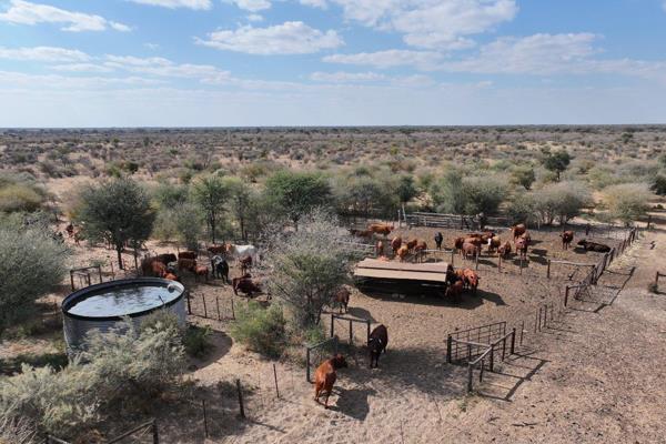 2398ha Stock Farm on Auction

Cattle Fenced: The entire farm is securely fenced for cattle.
Camp Setup: Includes 24 large camps and ...