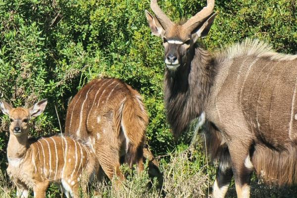 This vacant stand for sale is located in Outeniquasbosch, The Wildlife Village, an exclusive community celebrated for its stunning ...