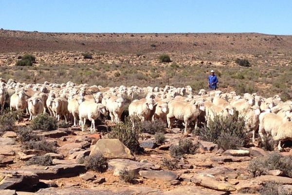 Hierdie 6,920 hektaar tipiese Karoo ekstensiewe kleinveeplaas is gelee in die Williston distrik van die Noord-Kaap. Die plaas is by ...