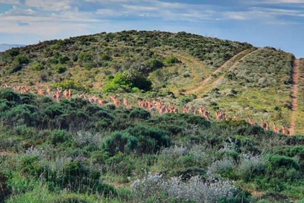 Outeniquasbosch Wildlife Village, with its fynbos-covered hills and natural diversity of which 75% will remain open, is situated in the ...