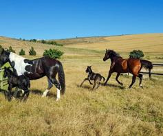 Farm for sale in Caledon Rural