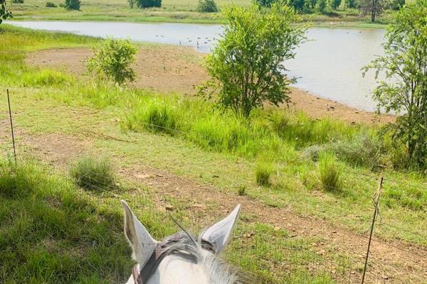 This stunning farm with a modern farmhouse offers excellent farming opportunities. The farmhouse features a welcoming entrance hall ...