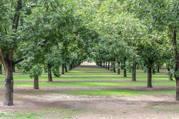 Discover a unique riverfront property within two operational farms (a middle farm), spanning over 12 hectares. The farm has ...