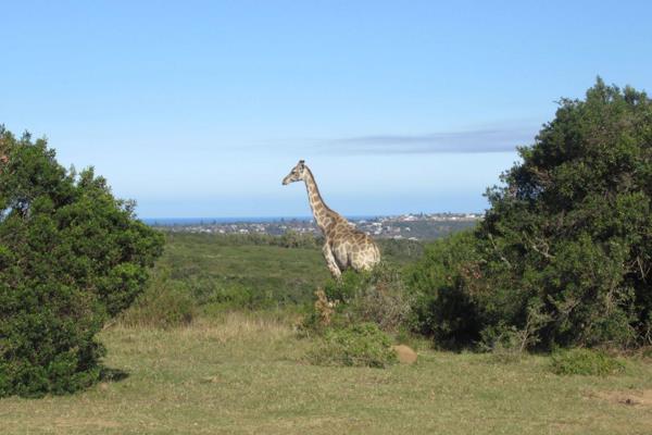 This idyllic coastal game farm is situated a mere 6km from Port Alfred along the ...