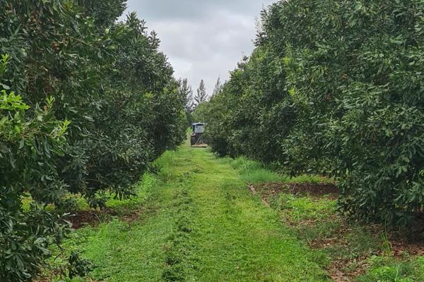 Top Macadamia farm,With Water rights,and high rental income !