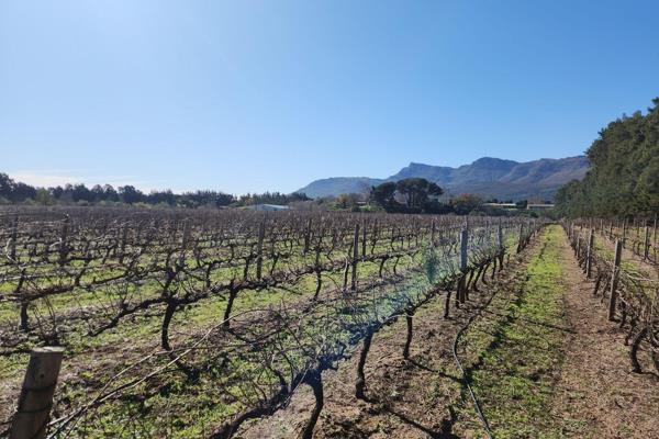 Langerust is a 24ha farm situated in the sought after Cape Winelands between Pearl ...