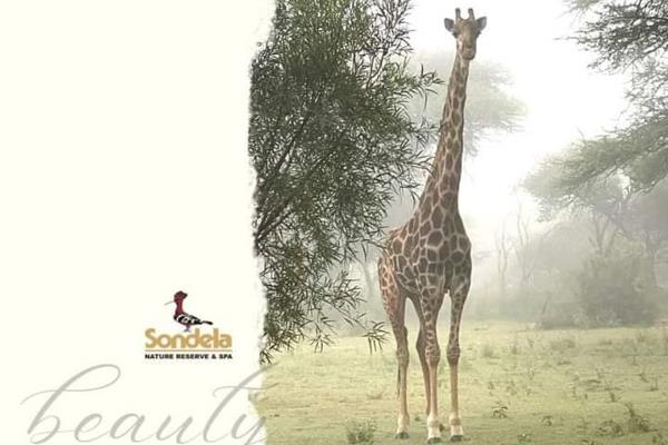 2500 m2 empty stand for sale in the Makhato Development at Sondela Nature Reserve and Spa.