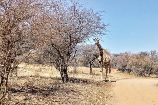 21 ha Vacant land in Dinokeng.
Located in the southern parts of Dinokeng you will find ...