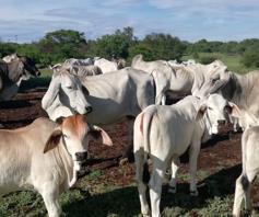 Farm for sale in Polokwane Rural