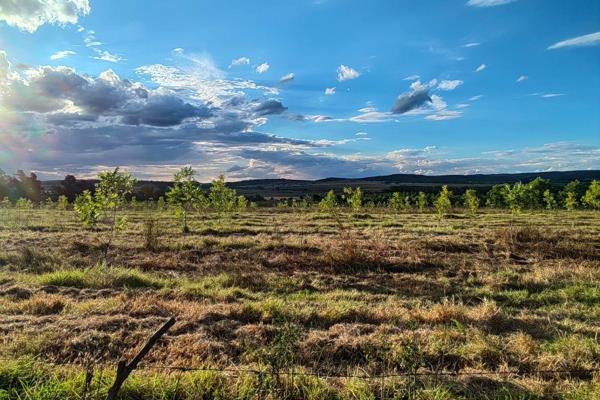 Charming Young Pecan Nut Farm with Great Features

Welcome to this delightful pecan nut farm, home to 1,700 young pecan trees that ...