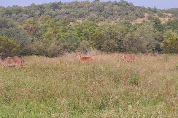 Spectacular stand on greenbelt with stunning views of wildlife and beautiful vegetation.