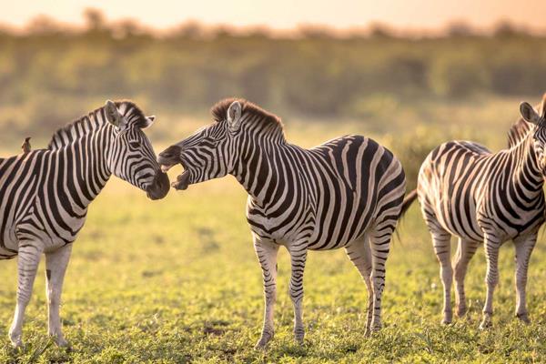 For Sale: Private Homestead or Potential Lodge in Thornybush Nature Reserve

Nestled in the heart of the world-renowned Thornybush ...