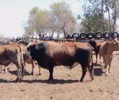 Farm for sale in Lichtenburg Rural