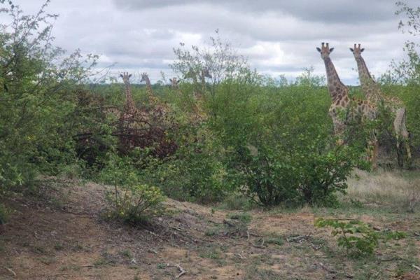 A unique opportunity to build your dream home on this private game reserve—Mahlathini bordering Kruger Park and Lataba Ranch. Get ...